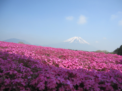 芝桜.jpg