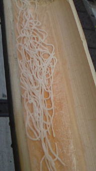流しそうめん最中.jpg